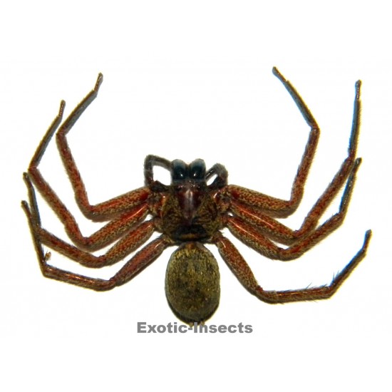 Arachnida sp.22