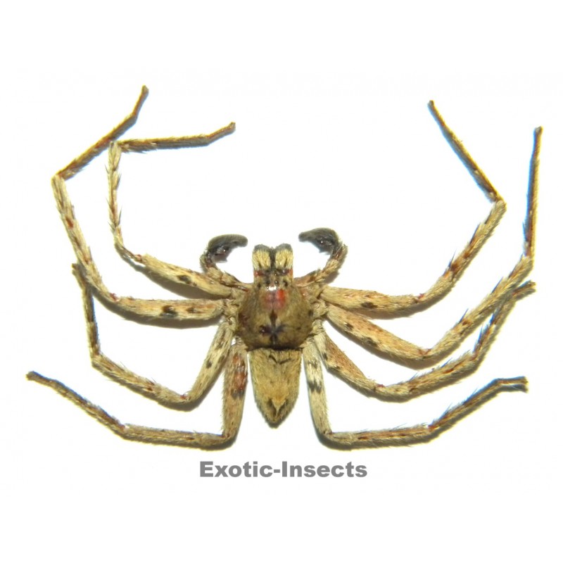 Arachnida sp.23