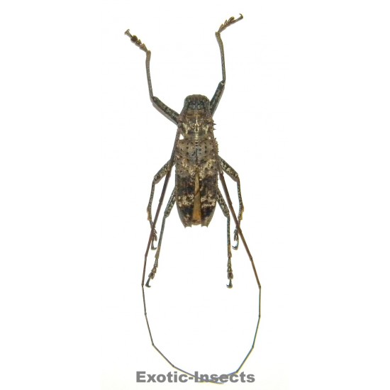 Potemnemus sepicanus  (35-39mm)