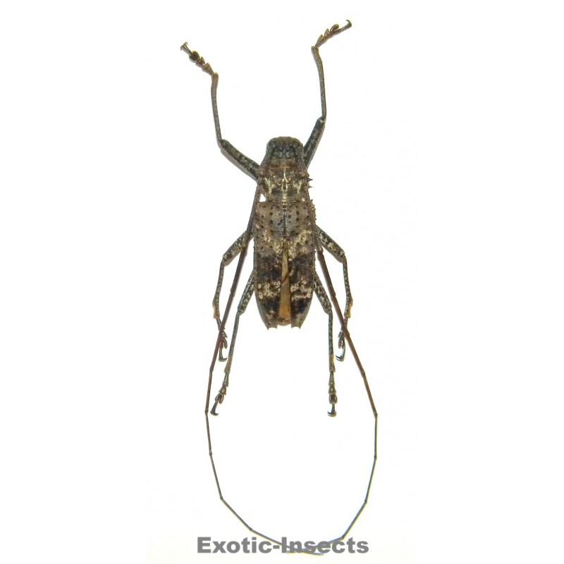 Potemnemus sepicanus  (35-39mm)