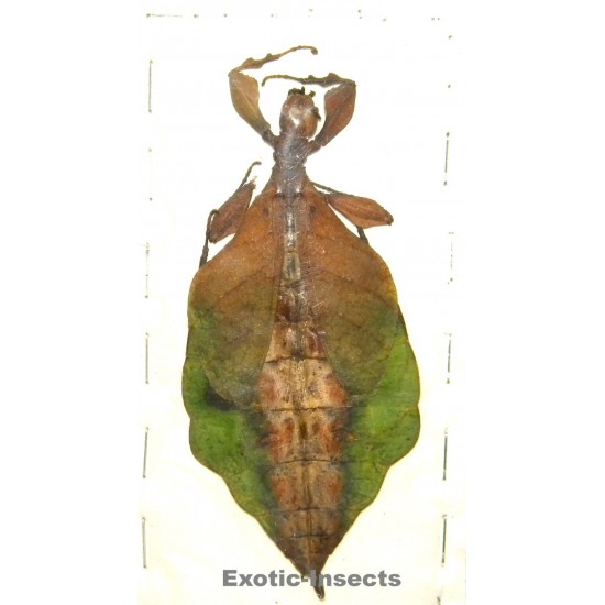 Rakaphyllium schultzei...