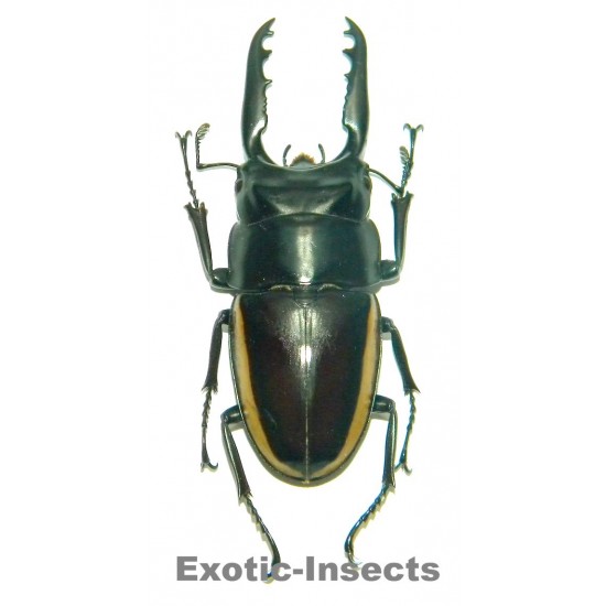 Prosopocoilus wallacei (70mm)