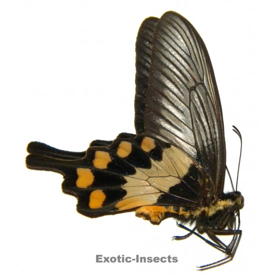 Pachliopta liris aberrans