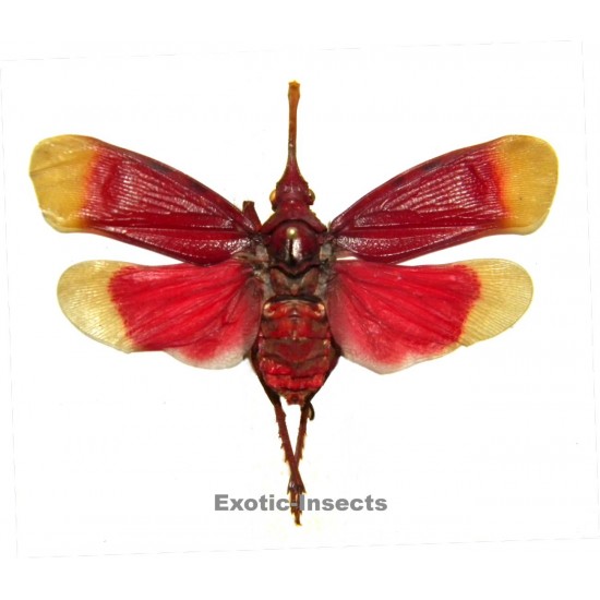 Pyrops hamdjahi (open wings)