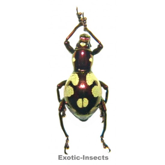 Pachyrhynchus apoensis