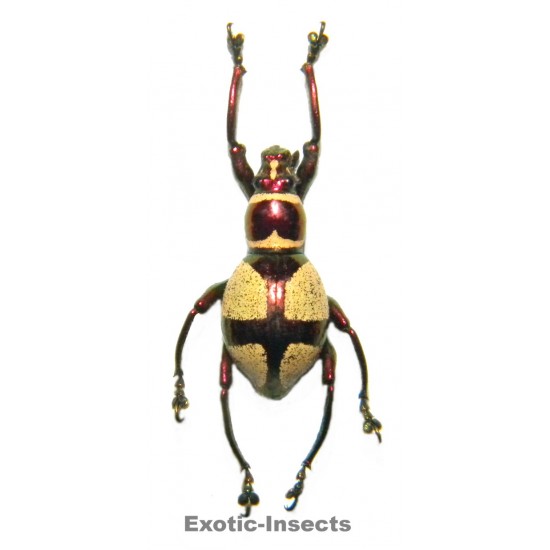 Pachyrhynchus pseudoamabilis