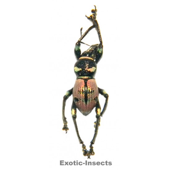 Metapocyrtus panayensis