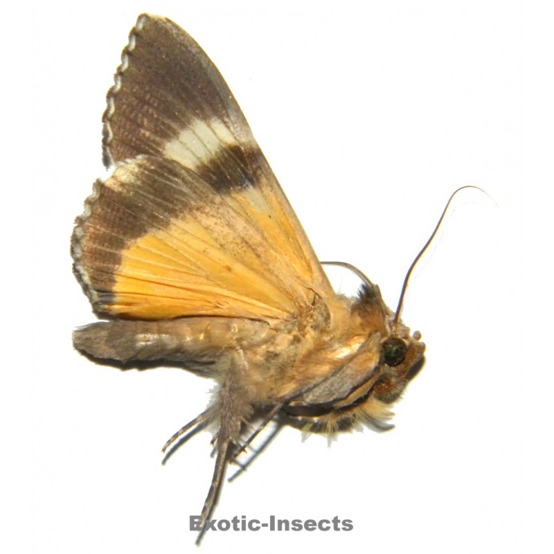 Ulotrichopus dinawa