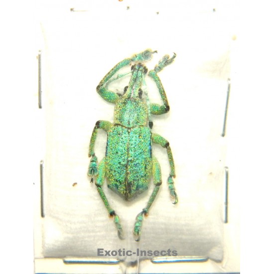 Eupholus sulisi  SPECIMEN 2