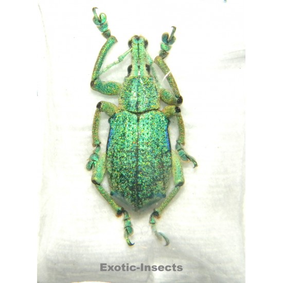 Eupholus sulisi  SPECIMEN 3