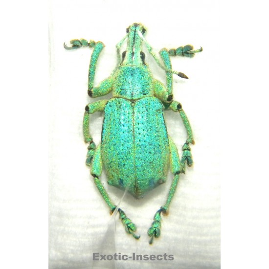 Eupholus sulisi  SPECIMEN 4