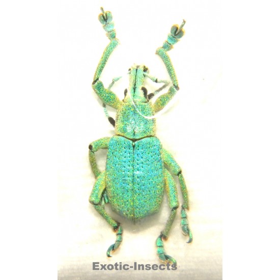 Eupholus sulisi  SPECIMEN 5