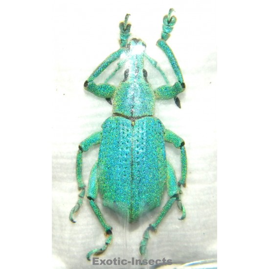 Eupholus sulisi  SPECIMEN 6