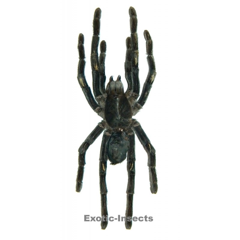 Eurypelma spinicrus  (100-120mm legspan)