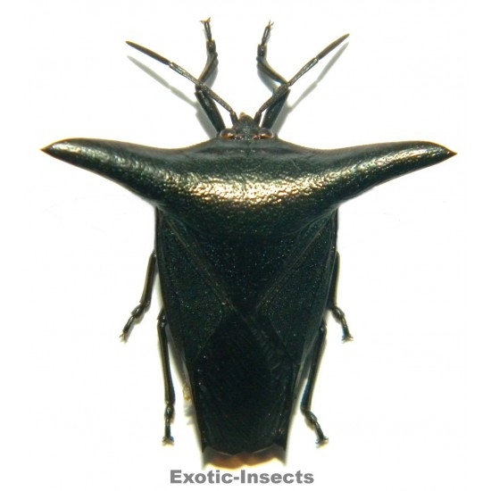 Heteroptera sp.32