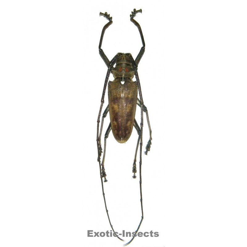 Batocera gigas (40-44mm)