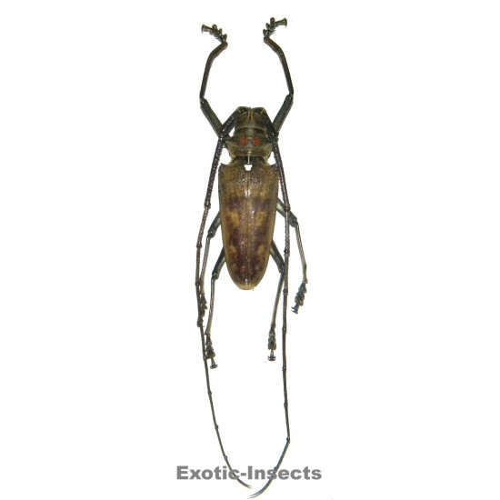 Batocera gigas (40-44mm)