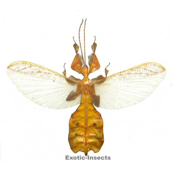 Phyllium pulchrifolium YELLOW FORM/OPEN WINGS