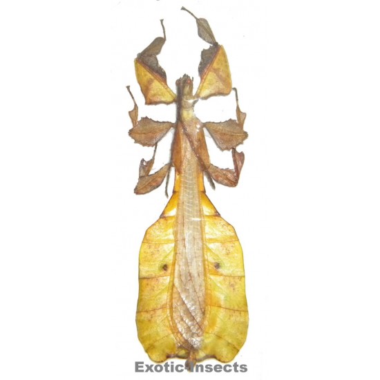 Phyllium pulchrifolium YELLOW FORM