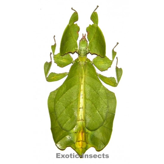 Phyllium pulchrifolium