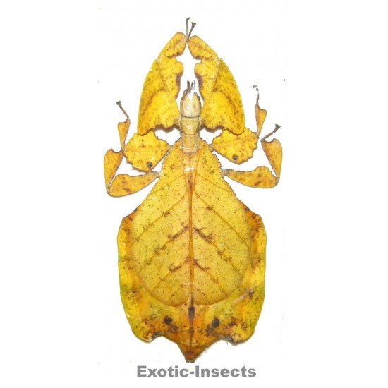 Phyllium pulchrifolium YELLOW FORM