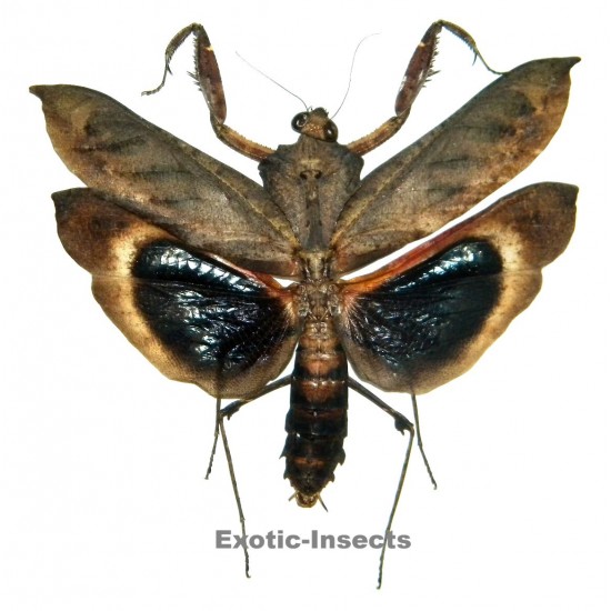 Deroplatys desiccata (open wings)