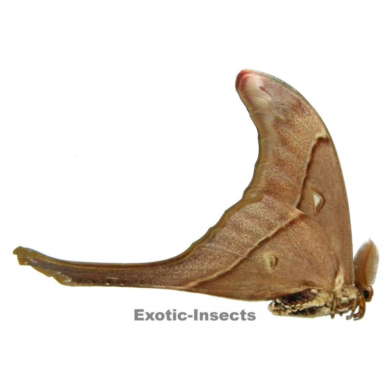 Coscinocera eurystheus