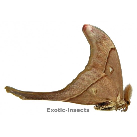 Coscinocera eurystheus