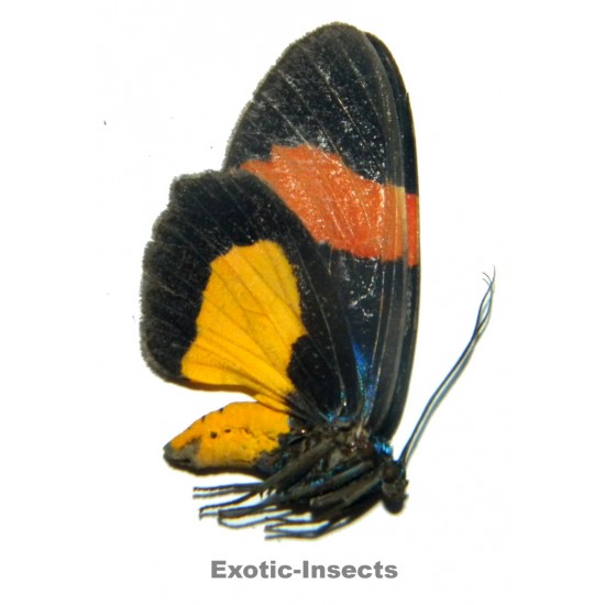 Callhistia grandis