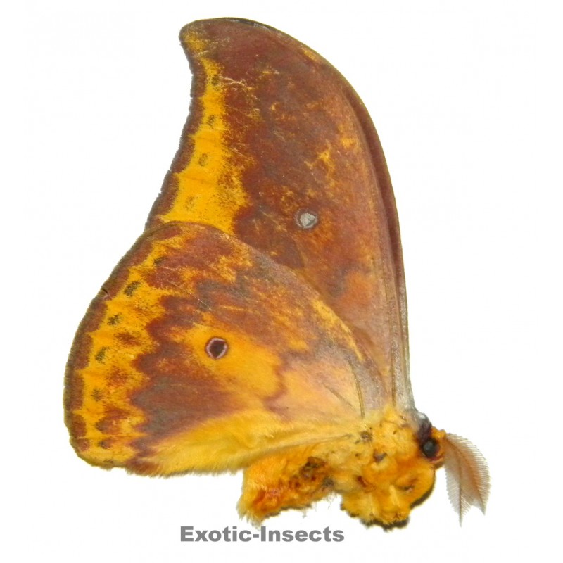 Syntherata sp.02