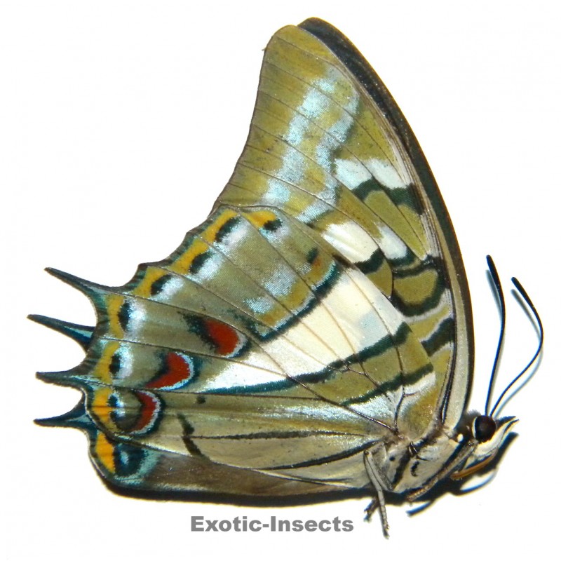 Polyura jupiter glauca