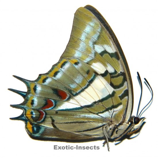 Polyura jupiter glauca