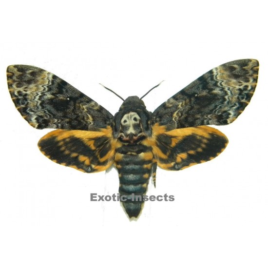 Acherontia lachesis