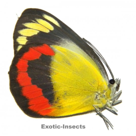 Delias euphemia