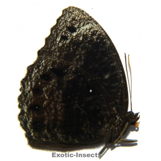 Elymnias esaca saifuli