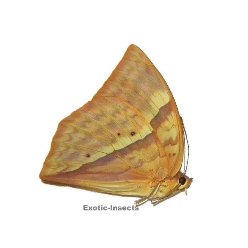 Enispe intermedia duranius