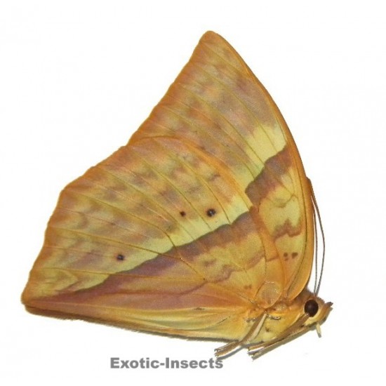 Enispe intermedia duranius