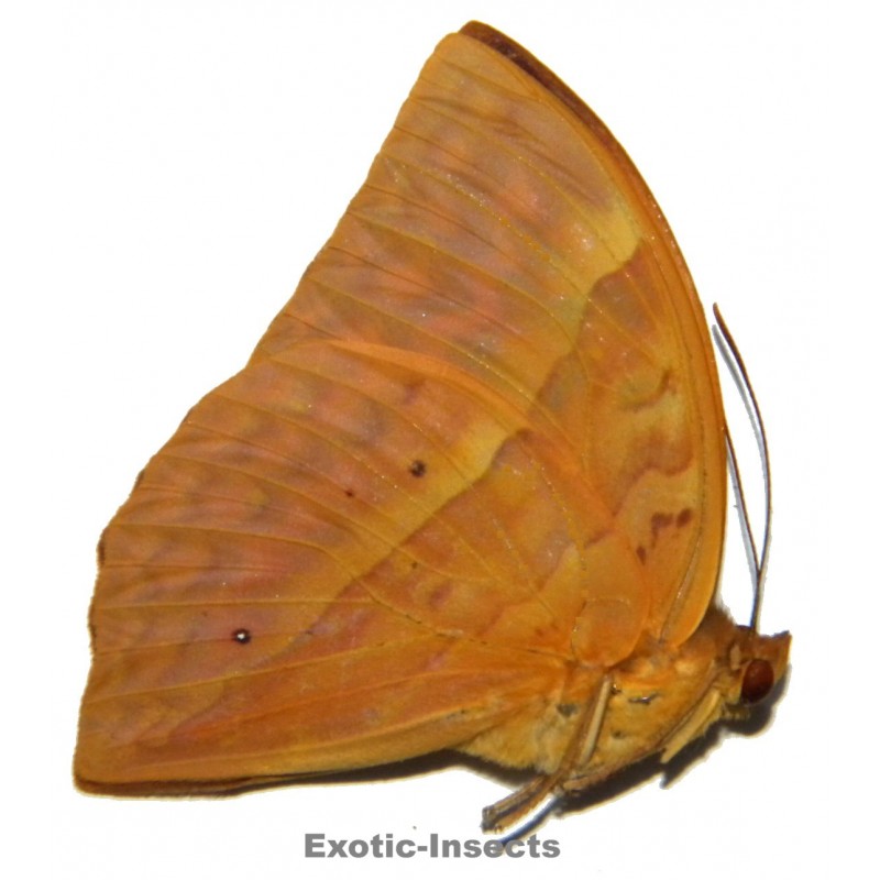 Enispe intermedia duranius
