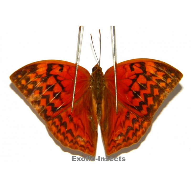 Enispe intermedia duranius