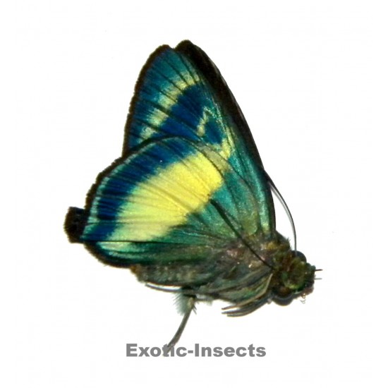 Hasora discolor mastusia