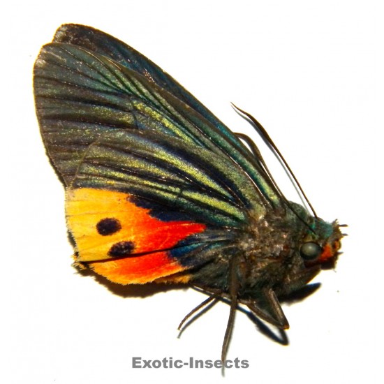 Choaspes illuensis illuensis