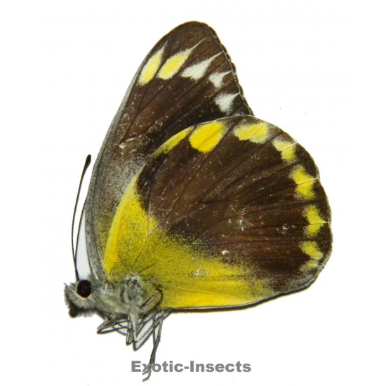 Delias hempeli hempeli  SPECIMEN 3