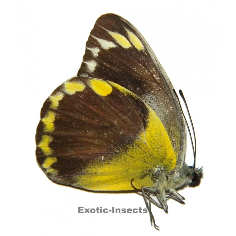 Delias hempeli hempeli  SPECIMEN 3