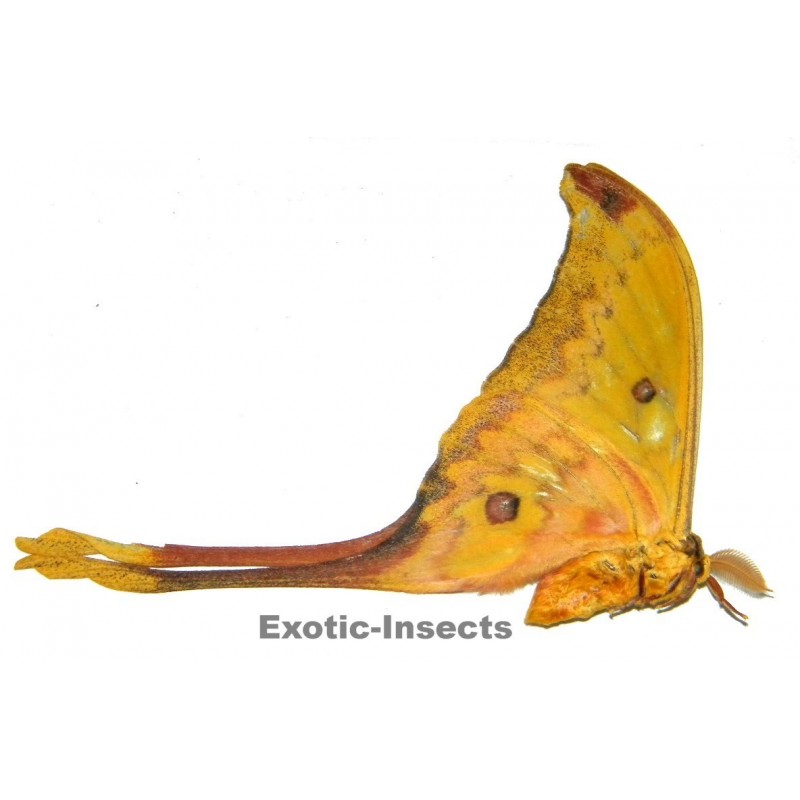 Actias groenendaeli acutapex