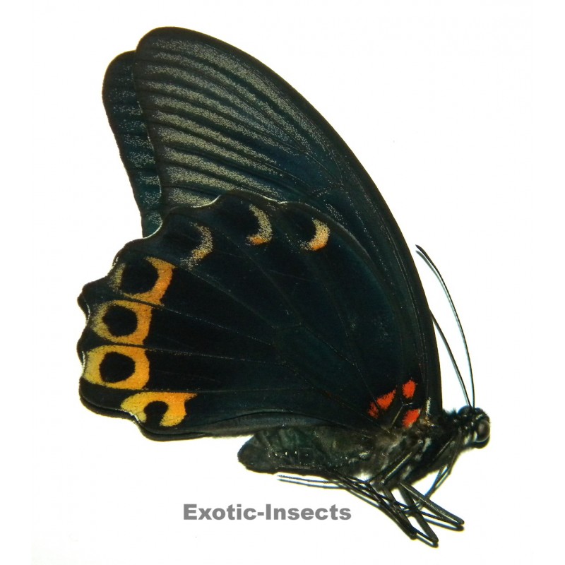 Papilio memnon X Papilio deiphobus deiphobus  HYBRID FORM 02