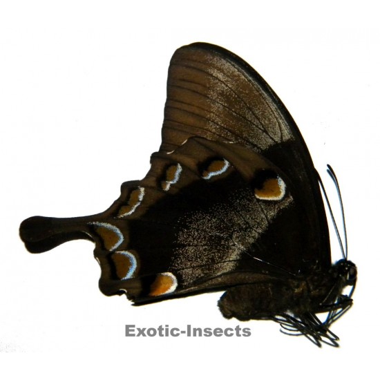 Papilio ulysses ulysses