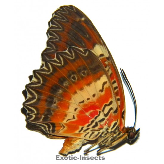 Cethosia tambora narmada