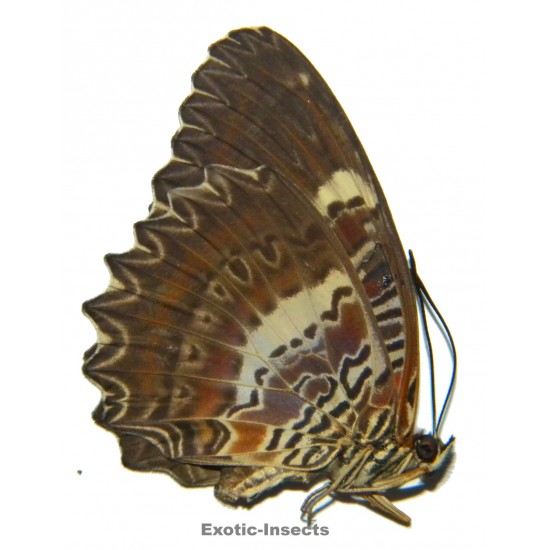 Cethosia tambora narmada