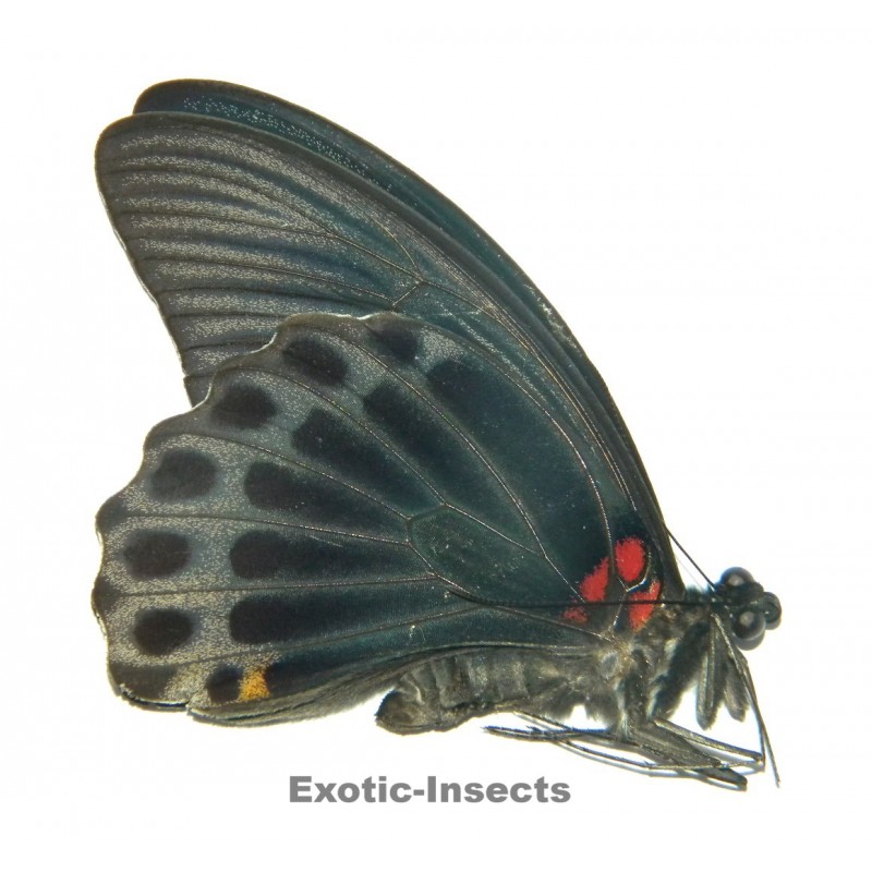 Papilio memnon eos