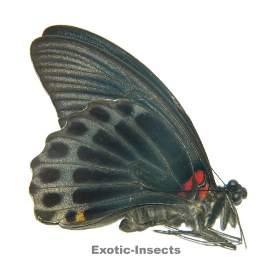 Papilio memnon eos